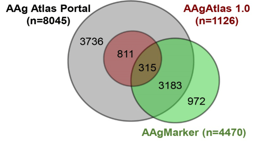 Comparison of human AAgs in different databases by Venn diagram analysis.