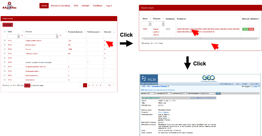 The supporting evidence from microarray databases for human AAgs.