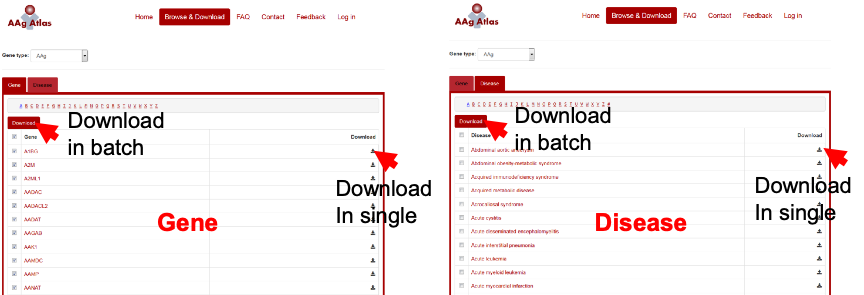 Download of the gene and disease information from AAg Atlas portal.