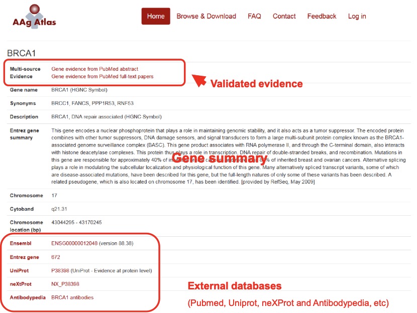 The representative information of the AAg gene of interest.