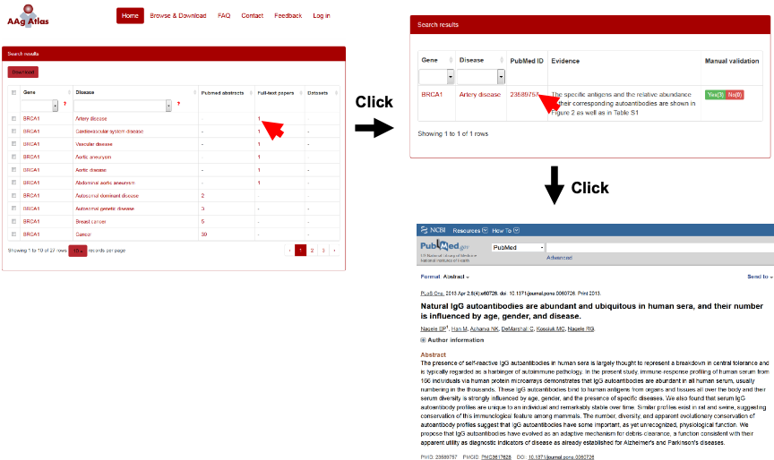 The supporting evidence from PubMed full-text papers for human AAgs.