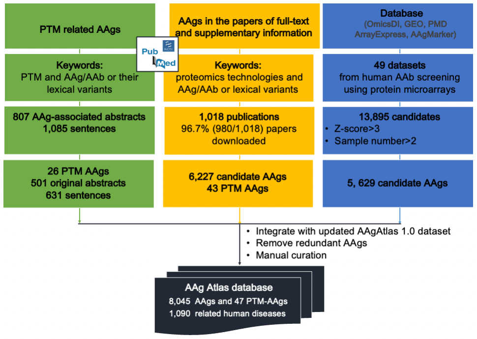 The workflow of human AAgAtlas 2.0 database construction
